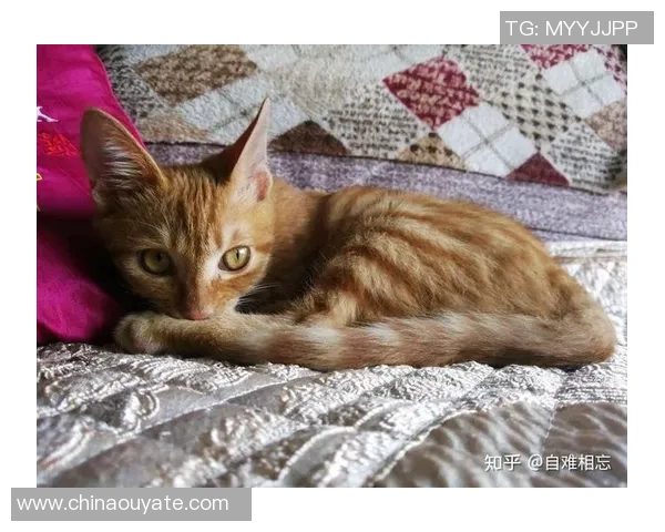 谢尔基谈足球感受：皮球的情绪与我养的猫相似